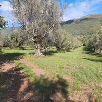 Uliveto pianeggiante