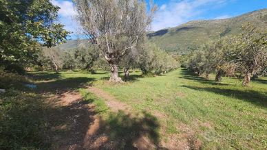 Uliveto pianeggiante