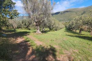 Uliveto pianeggiante