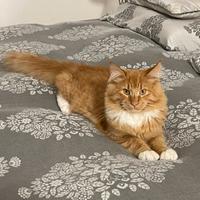 Maine Coon cuccioli