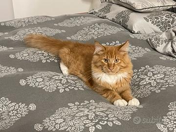 Maine Coon cuccioli