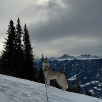 Siberian Husky per monta