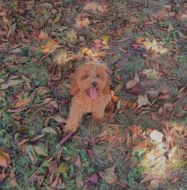 barbone toy pedigree enci