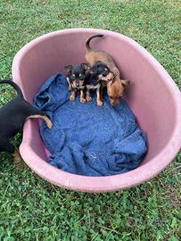 Cucciole e Cuccioli di Pinscher