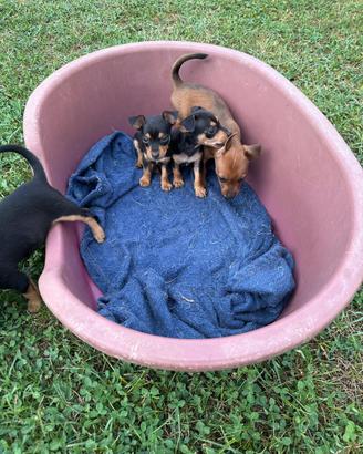 Cucciole e Cuccioli di Pinscher