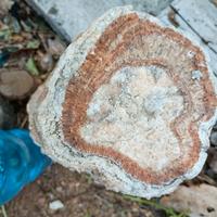 Stalagmite o stalattite 