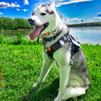 Cane Siberian Husky Maschio Pedigree FCI ENCI