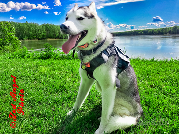 Cane Siberian Husky Maschio Pedigree FCI ENCI