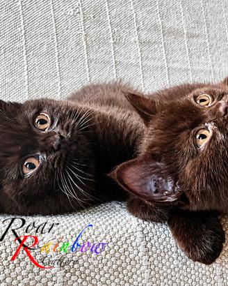 Gattini British Shorthair