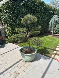 Bonsai Podocarpus Macrophylla