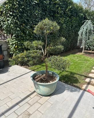 Bonsai Podocarpus Macrophylla