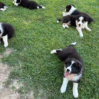 Cuccioli di Border collie