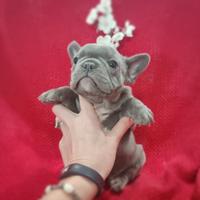 Bulldog francese femmina blu