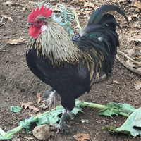 Galli di piccola taglia