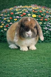 Coniglio nano Minilop