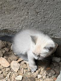 Gatti siamesi
