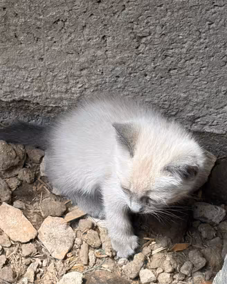 Gatti siamesi