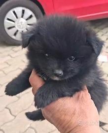 Spitz cucciolo con documenti - 2 mesi e mezzo