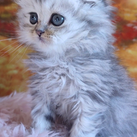 Scottish Fold Highland