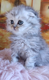 Scottish Fold Highland