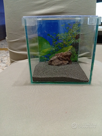 Mini acquario