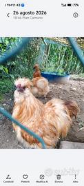 Galline moroseta fulve