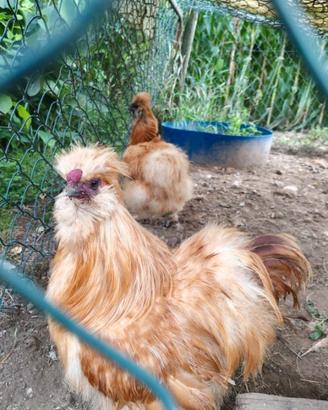 Galline moroseta fulve