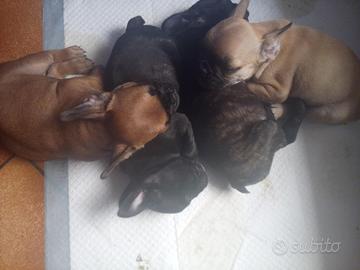Bulldog francese