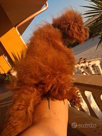 miny toy red di barboncino maschio 