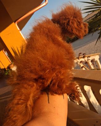 miny toy red di barboncino maschio 