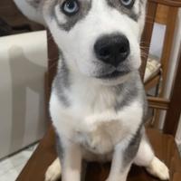 Siberian Husky