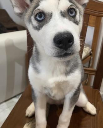 Siberian Husky
