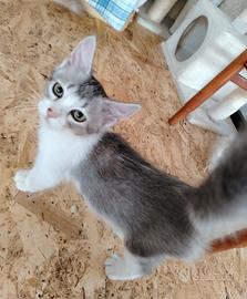 Cucciola Siberiana ipoallergenici