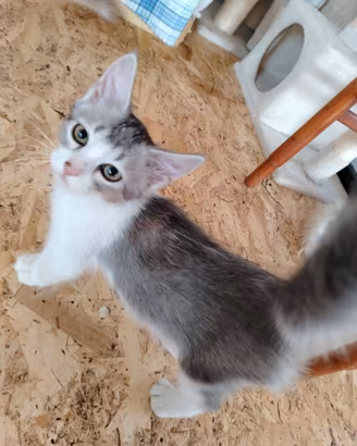Cucciola Siberiana ipoallergenici