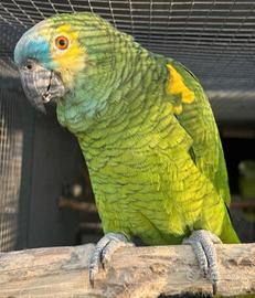 Amazzone Fronte Blu maschio 2024