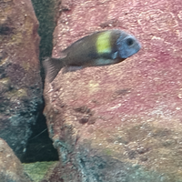 Tropheus duboisi, ciclidi Tanganica a