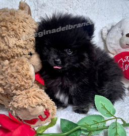 Cucciole di Spitz tedesco/Pomerania