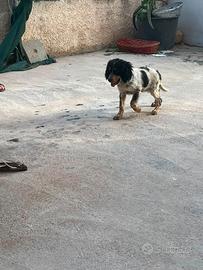 Cuccioli setter inglesi