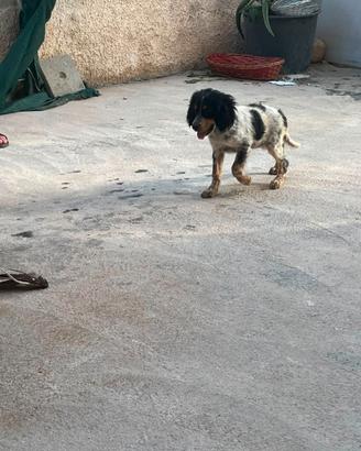 Cuccioli setter inglesi