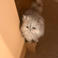 Persiano gatto maschio