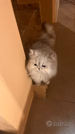 Persiano gatto maschio