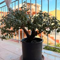 Pre Bonsai sughera siciliana