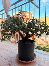 Pre Bonsai sughera siciliana