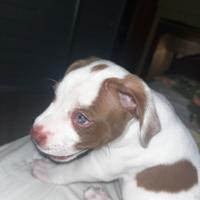 CUCCIOLO DI PITBULL/AMSTAFF a 100