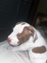 CUCCIOLO DI PITBULL/AMSTAFF a 100