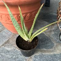 Pianta di aloe