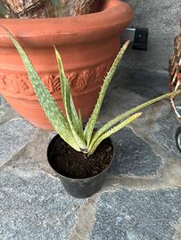 Pianta di aloe