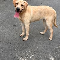 Cucciola Labrador