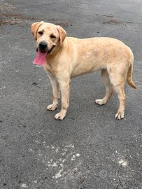 Cucciola Labrador