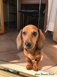 bassotto maschio Kaninchen 